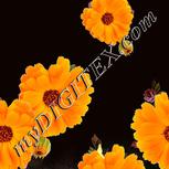 Colour:A
