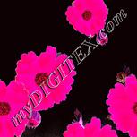 Colour:B