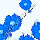 Colour:F