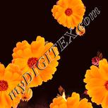 Colour:J