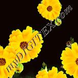 Colour:K