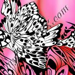 Colour:B