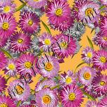 Colour:A