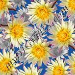 Colour:A