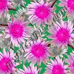 Colour:B