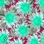 Colour:C