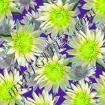 Colour:D