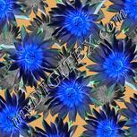 Colour:F