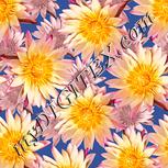 Colour:J