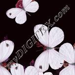 Colour:B