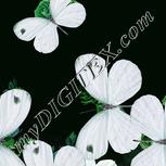 Colour:C