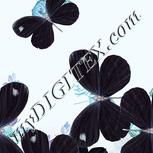 Colour:F