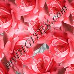 Colour:B