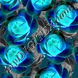 Colour:F