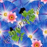 Colour:A