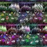 Colour:C