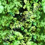 Colour:K