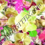 Colour:B