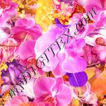 Colour:J