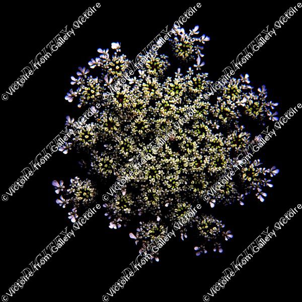 1x1 Queen Anne's Lace 6045