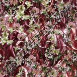 Colour:A