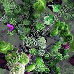 Colour:C