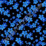 Colour:F