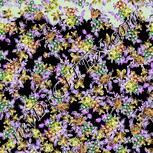 Colour:F