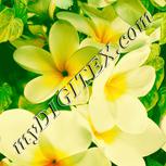 Colour:J