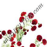 Colour:A