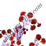Colour:B