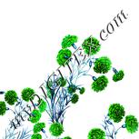 Colour:C