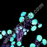 Colour:F
