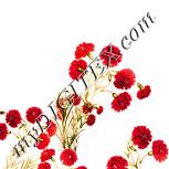 Colour:J