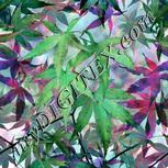 Colour:C