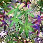 Colour:D