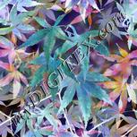Colour:F