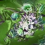 Colour:D