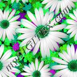 Colour:C