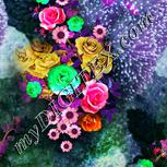 Colour:B