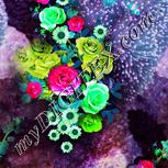 Colour:C