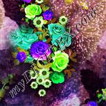 Colour:D