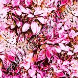 Colour:B