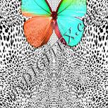 Colour:B