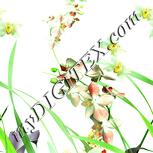 Colour:K