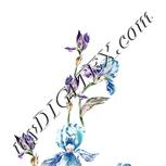 Colour:A