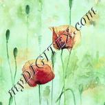 Colour:K