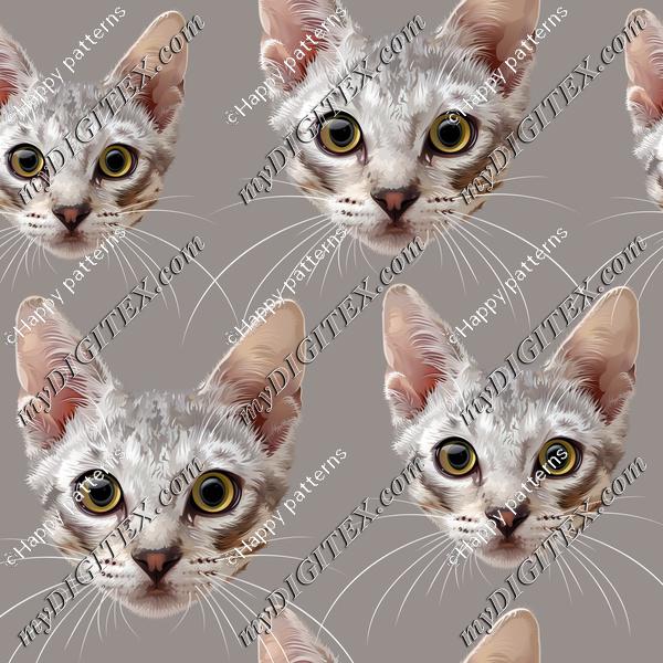 cats gray