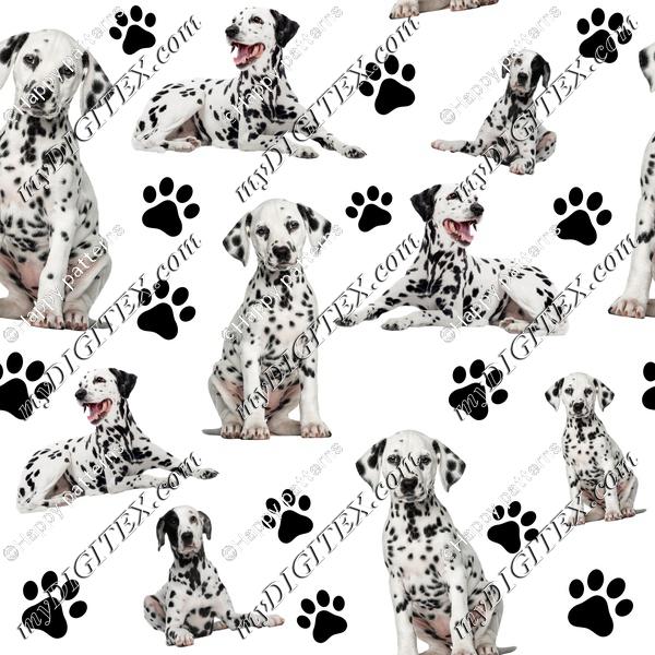 Dalmatian Dogs White