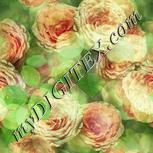 Colour:K